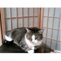 Katze Ausschnitte