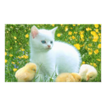 Katze Kunstphoto