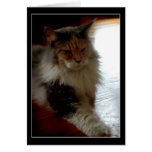 Katze in der sonnigen Fensterfoto-Grußkarte