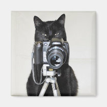 Katze mit der Kamera magnete