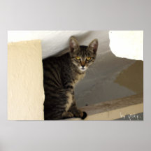 Katze Plakat