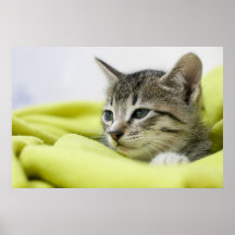 Katze Poster