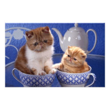 Katzen Fotografie