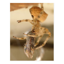 Katzen-Gesichts-Spinne, die eine Wespe verschlingt Postkarten