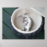 Katzen-Haar Plakat