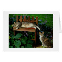 Katzen im Garten Karte