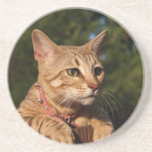 Katzen-Reihe---Serval-Savanne-Katze---Untersetzer