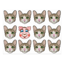 Katzen und Piggy Postkarten