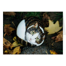 "Kerl" Katzen-Felsenkarte