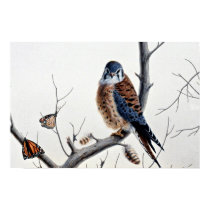Kestrel poster