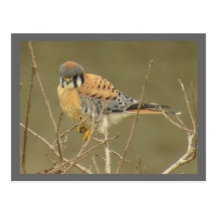 Kestrel-Postkarte