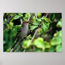 KieferGrosbeak Posterdrucke