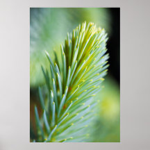 Kiefern-Makro Posterdruck