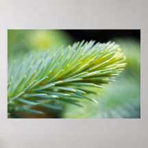 Kiefern-Makro Plakatdruck