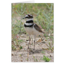 Killdeer-Karte