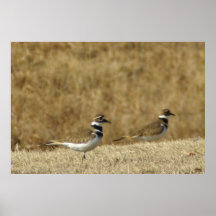 Killdeer Plakatdrucke