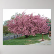 Kirschbaum Posterdruck