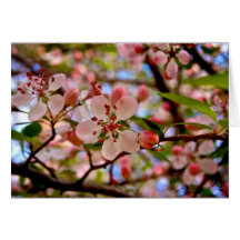 Kirschblüte [Gruß-Karte]
