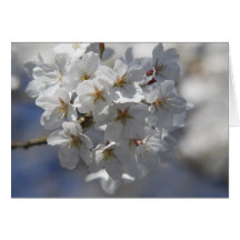 Kirschblüte Grusskarte