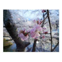 Kirschblüte - Kirschblüten in Kajo Park Postkarten