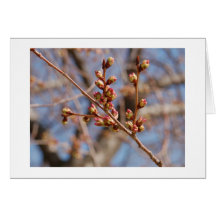 Kirschblüte notecard grußkarten