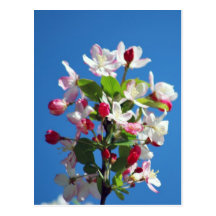 Kirschblüte und -bedeutung postkarte