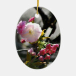 Kirschblüten und -bedeutung ornament