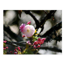 Kirschblüten und -bedeutung postkarte