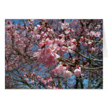 Kirschblüten und Bienen-leere Karte