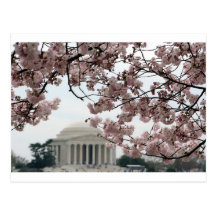 Kirschblüten-Washington DC Postkarte
