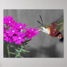 Klare Flügel-Summenvogel-Motte Plakatdruck