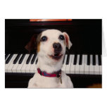 Klavier-Konzert Jacks Russell Terrier karten