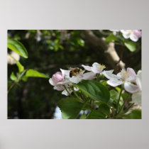 Kleine Biene - Plakat poster