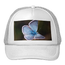 Kleine blaue Schmetterlings-Baseball-Mütze