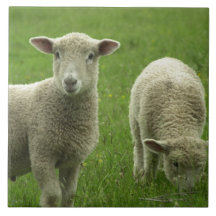 Kleine Lamm-Fliese