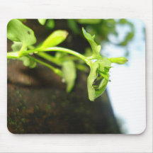 kleine Pflanze Mousepads