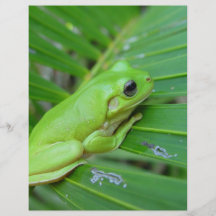 Kleiner grüner Frosch Vollfarbige Flyer