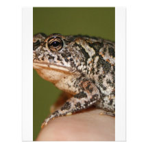Kleiner Kröten-Frosch auf Finger gegen grüne Tür Einladung