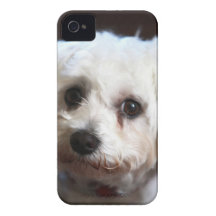 Kleiner süßer Hund iPhone 4 Case-Mate Hüllen