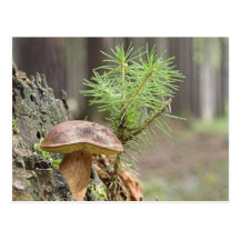 Kleiner wilder Pilz Postkarte