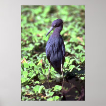 Kleines Blau-Reiher Plakate