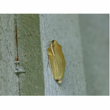 Kleines grüner Frosch-Tier Photoskulpturen