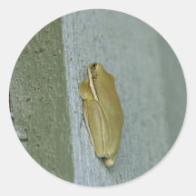 Kleines grüner Frosch-Tier Sticker