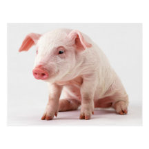 Kleines Schwein Postkarten