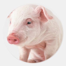 Kleines Schwein Runde Sticker