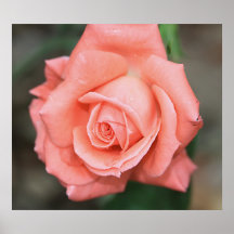 Kletternde Amerika-Rose auf Leinwand-Druck Poster