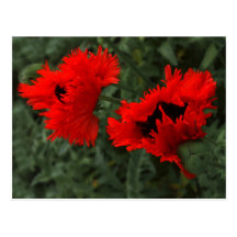 Knallende Mohnblumen Postkarte