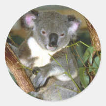 koala2 stickers