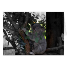 Koala Karte