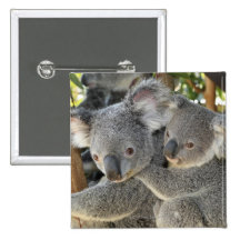 KoalaPhascolarctos cinereus Queensland. Buttons